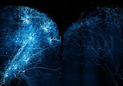 traced mouse neurons